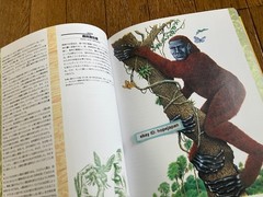 Man After Man An Anthropology of the Future Re Edition by Dougal Dixon