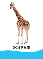 Животные. Развивающие карточки 0+ Kids Book in Russian