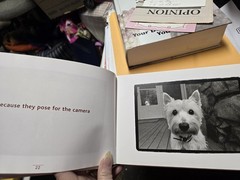 Why We Really Love Dogs By Kim Levin 2000 Hardback. T118