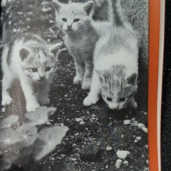 How You Can Take Better Photos Edited By Simon Nathan 1958 Paperback Very Good