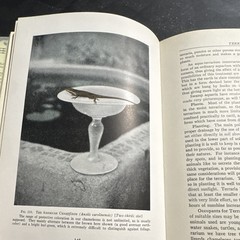 William T. Innes – Goldfish Varieties & Tropical Aquarium Fishes – 1931