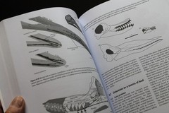Cetacean Paleobiology Whales Dolphins evolution fossils Baleen Archaeocetes