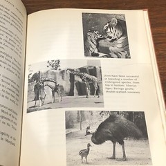 ‘OUR CAPTIVE ANIMALS’- J.J. McCOY-1971-RARE 1ST EDITION HC/DJ- EXOTIC & DOMESTIC