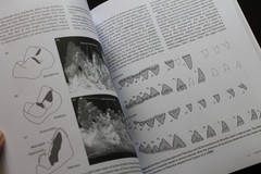 Cetacean Paleobiology Whales Dolphins evolution fossils Baleen Archaeocetes