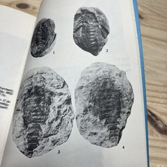 Coal Age Fossils From Mazon Creek Scientific Papers Vol III 1979 Illinois