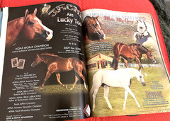 SALE ENDS 6/15! 2008 Quarter Horse Journal STALLION EDITION Book, PEPTOBOONSMAL