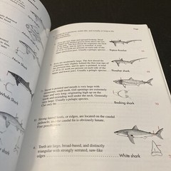 2004 SHARKS OF SOUTH CAROLINA BOOK by CHARLES H. FARMER, III, 144 PAGES, Illustr