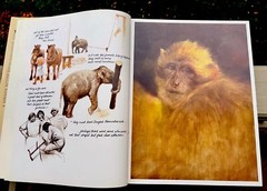 Noah’s Ark Rien Poortvliet First US Edition Abrams 1986 Illustrated HC Oversized