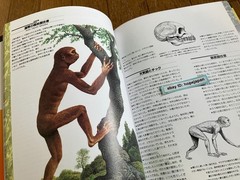 Man After Man An Anthropology of the Future Re Edition by Dougal Dixon