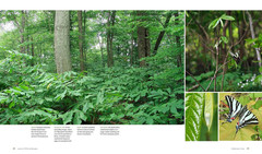 The Living Landscape: Designing for Beauty and Biodiversity in the Home Garden