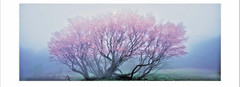 „Beautiful Utsukushiki Niigata” Takashi Amano Photo Book New 255pages from JPN