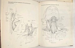 How To Draw The Human Head Techniques And Anatomy By Louise Gordon 1977