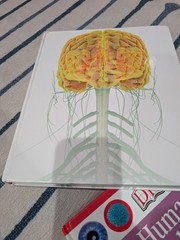 Lot of six Books About The Human Body Anatomy & Physiology Illustrated