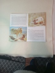 $3.45 – Discover New Zealand, booklet, Wild Animals of New Zealand