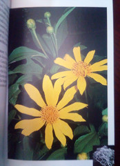 Plantas ornamentales nativas de Costa Rica Native Ornamental Plants (Spa/Eng)