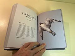 Ornithography Illustrated Guide to Bird Lore & Symbolism, Jessica Roux Hardcover