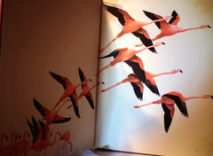 OLD 1964 : James Fisher and Roger Tory Peterson : The World Of Birds No 232 Sign
