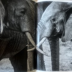 THE FAMILY ALBUM OF WILD AFRICA By Laurent Baheux – Hardcover teNeues DAMAGED
