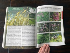 The Forager’s Guide to Wild Foods North American Edition by Nicole Apelian
