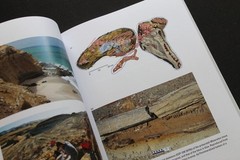 Cetacean Paleobiology Whales Dolphins evolution fossils Baleen Archaeocetes