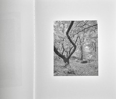 Donavon Smallwood · Languor (Trespasser · 2021 · 1st Edition) Black Portraiture