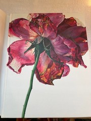Rosie Sanders’ Roses A Celebration in Botanical Art Hardcover w Dust Jacket VGC!