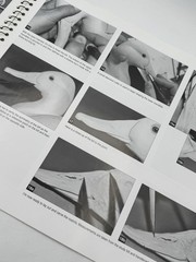 Workbench Projects DECORATIVE CANVASBACK PAIR Wildfowl Carving Magazine