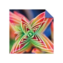 Origami Paper 500 sheets Succulents 6″ (15 cm): Tuttle Origami Paper: Double-Sid