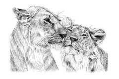 Best Lion Coloring Book save the Lions 108 Pages 8.5 x 11 for All Ages