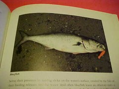 THE ILLUSTRATED ENCYCLOPEDIA OF FLY-FISHING BY SILVIO CALABI ((O)) 336 PAGES