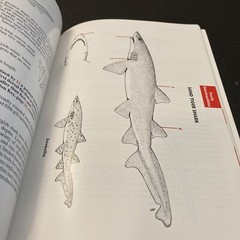 2004 SHARKS OF SOUTH CAROLINA BOOK by CHARLES H. FARMER, III, 144 PAGES, Illustr