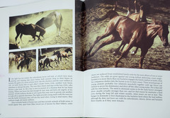 Such Is The Real Nature of Horses by Robert Vavra 1979 HC 340 Color Photos