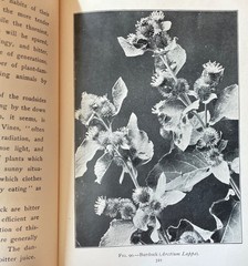 Antique Forestry Tree Identification Botany Nature Study 4 Book Lot 1919-1925