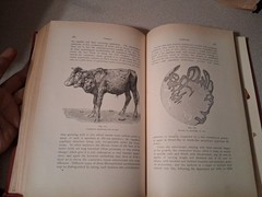 Text Book of Comparative General Pathology Professor Dr Th Kitt Theodor 1906