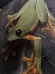300 Frogs : A Visual Reference to Frogs and Toads from Around the World