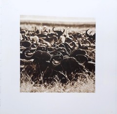 Homage by Graham Springer First Edition 2015