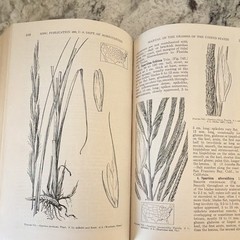Manual of the Grasses (Hardcover, 1950, 2nd Ed.) A. S. Hitchcock & Agnes Chase: