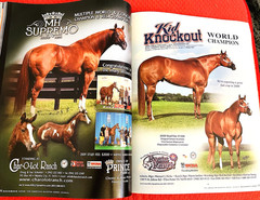 SALE ENDS 6/15! 2008 Quarter Horse Journal STALLION EDITION Book, PEPTOBOONSMAL