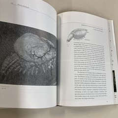 Fossils of the Burgess Shale HC DJ Collier, Erwin & Briggs 1994 Smithsonian Good