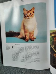THE COMPLETE CAT BOOK By Paddy Cutts – Hardcover **BRAND NEW**