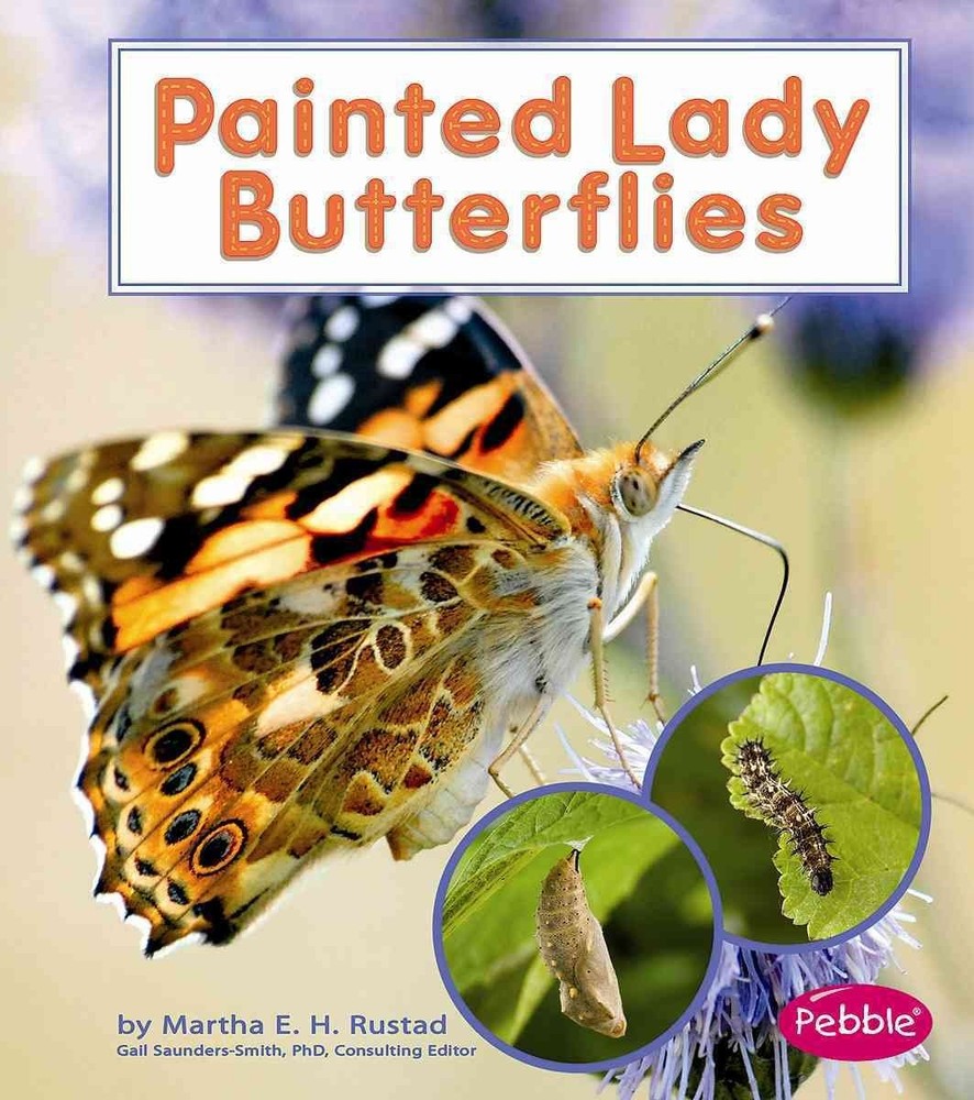Painted Lady Butterflies