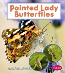 Painted Lady Butterflies