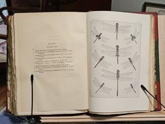 The Insect Book by Leland O. Howard, Ph.D. HC 1903 Red Leather/Green Cloth