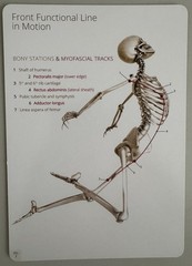 ANATOMY TRAINS IN MOTION-EDUCATION IN A BOX-80 LEARNING CARDS – 2018 – BOX SET