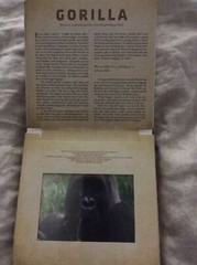Photicular Ser.: Safari : A Photicular Book by Carol Kaufmann and Dan Kainen…