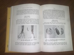 Insects And Their Control By Andrew Wilson 2nd Printing 1931 Horticulture Nature