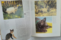 The Complete Cat Book by Paddy Cutts 1999 Barnes & Noble