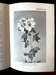 Antique Forestry Tree Identification Botany Nature Study 4 Book Lot 1919-1925
