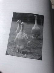 The Grassfed Gourmet Cookbook Shannon Hayes Paperback