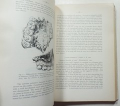 L’Origine dell’uomo 1973 The Origin of Man Darwin Evolution Paleoanthropology